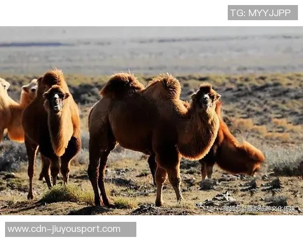 足球场上的奇闻趣事让你捧腹大笑的那些瞬间与故事 足球场上的奇闻趣事让你捧腹大笑的那些瞬间与故事